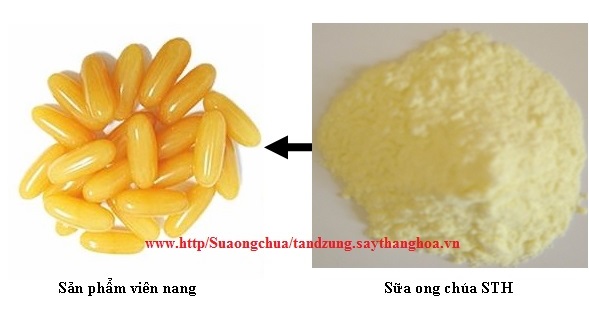 SỮA ONG CHÚA SẤY THĂNG HOA SỮA ONG CHÚA SẤY THĂNG HOA